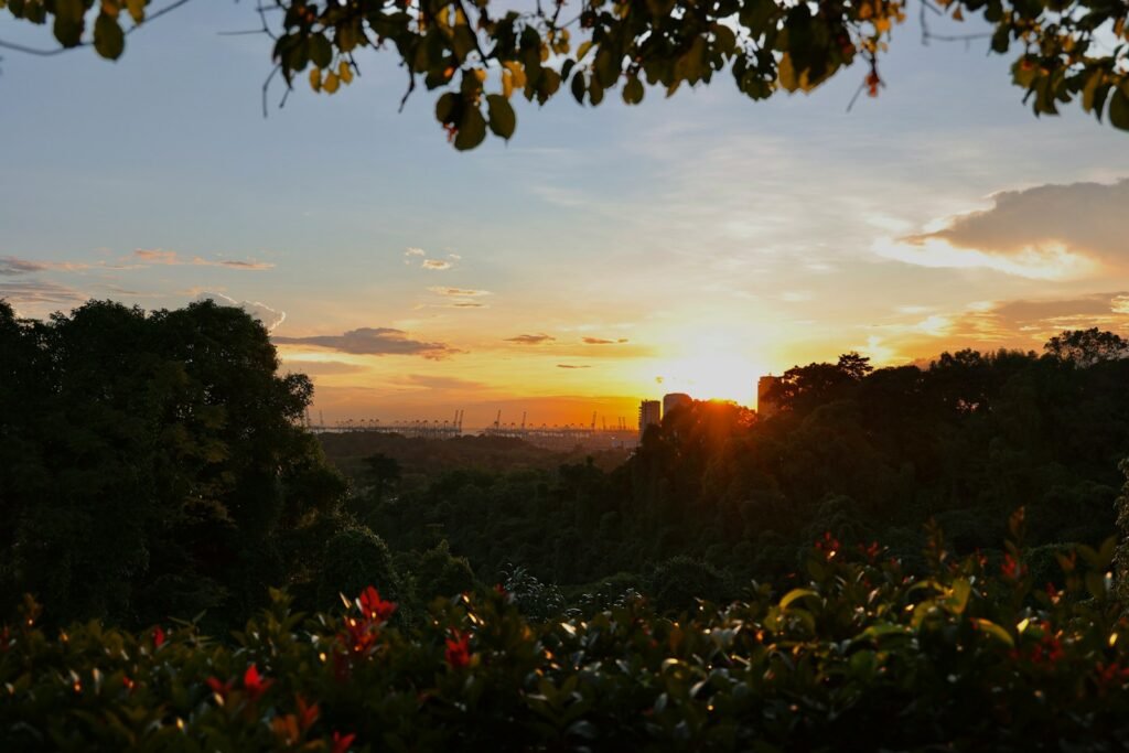 green trees and plants during sunset