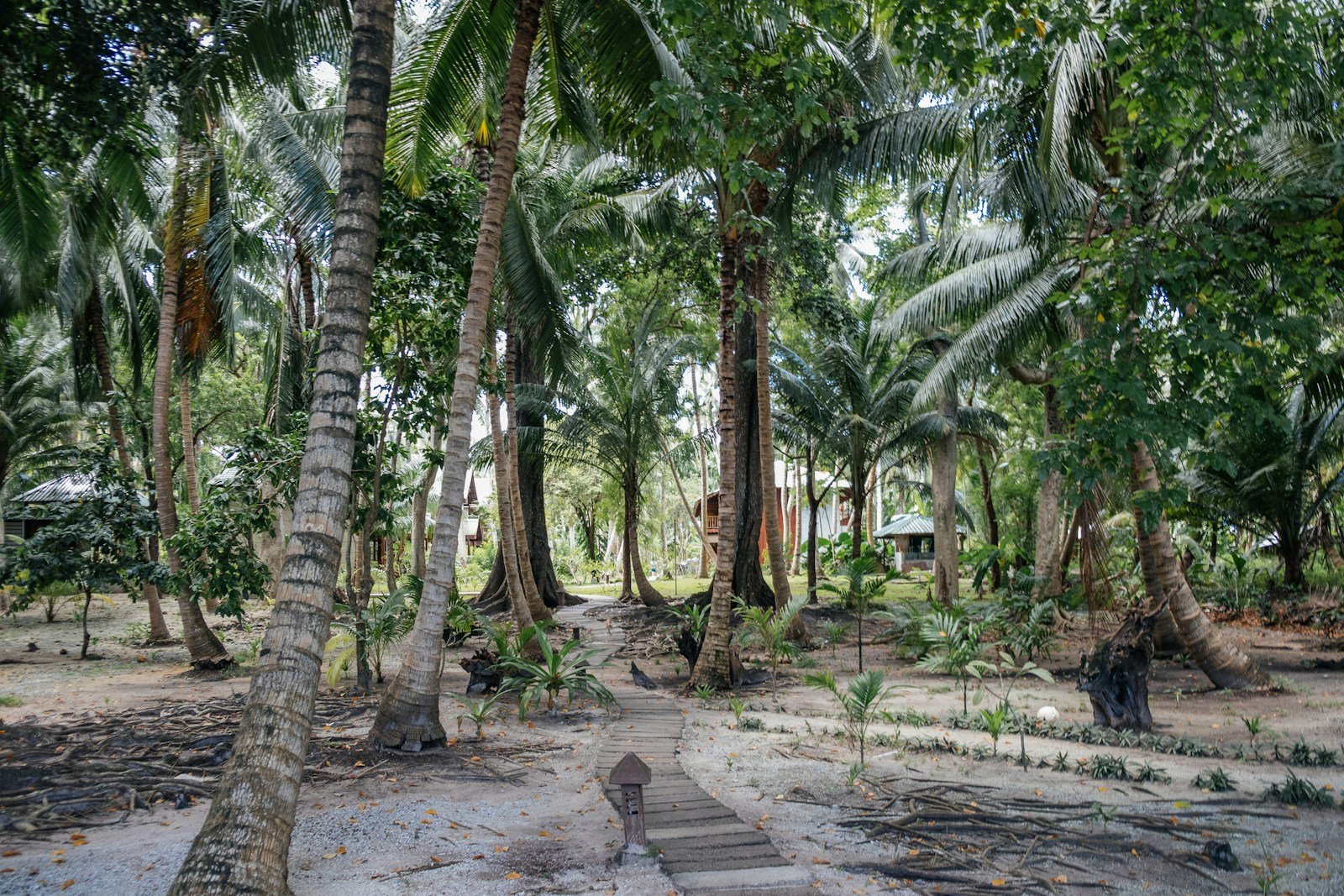 tall palm trees near sea with docks taken under white clouds